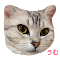 [LINEスタンプ] 我が家の猫ズ
