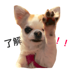 [LINEスタンプ] ぴょん(๑❛ᴗ❛๑)チワワスタンプ.