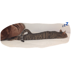 [LINEスタンプ] 猫のニーシカ