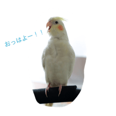 [LINEスタンプ] オカメのクーちゃん