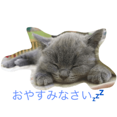 [LINEスタンプ] 毎日使える猫スタンプ