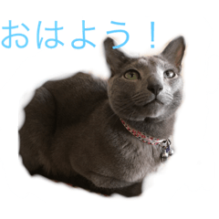 [LINEスタンプ] にゃんず5