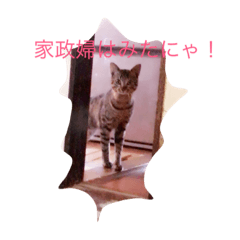 [LINEスタンプ] 関西弁動物