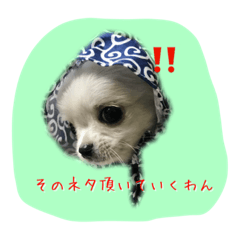 [LINEスタンプ] ちわわの柚子と凛太郎