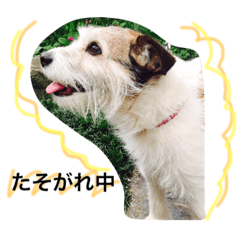 [LINEスタンプ] ジャックラッセルの日常スタンプ