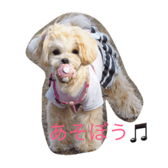 [LINEスタンプ] マルプーむぎちゃんスタンプ