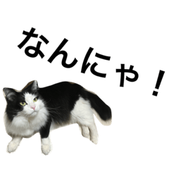 [LINEスタンプ] 佐助