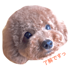 [LINEスタンプ] レオはトイプードル