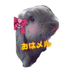 [LINEスタンプ] うさぎのメルココ