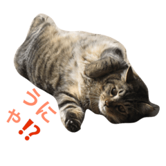 [LINEスタンプ] ミー＆ミケ