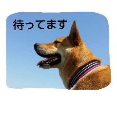 [LINEスタンプ] 毎日、犬。