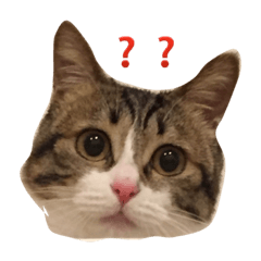 [LINEスタンプ] モモちゃんきょとんスタンプ