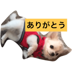 [LINEスタンプ] かぼ、ゆ 1回目