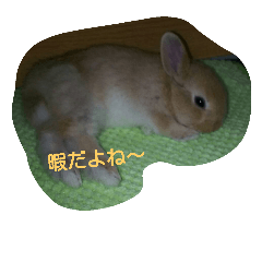 [LINEスタンプ] 毎日うさぎ
