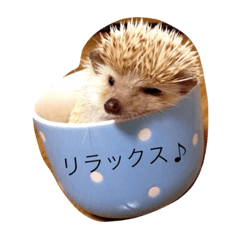 [LINEスタンプ] Hedgehog/