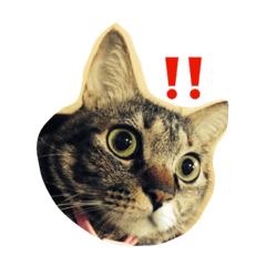 [LINEスタンプ] RAICHI-senpai