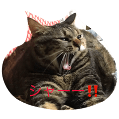 [LINEスタンプ] RAICHI-senpai 2