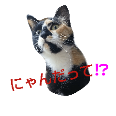 [LINEスタンプ] にゃんこの世界