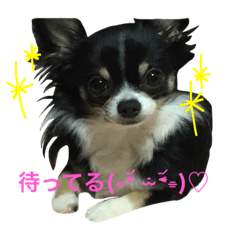 [LINEスタンプ] papi_tomorih