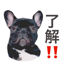 [LINEスタンプ] フレンチブルドッグのリュックちゃん