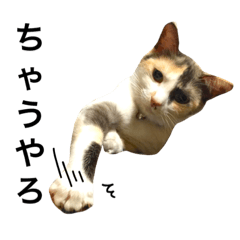 [LINEスタンプ] 三毛猫illy②