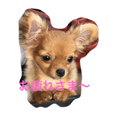 [LINEスタンプ] チワワのサラちゃん