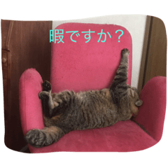 [LINEスタンプ] キジトラ・ビビ