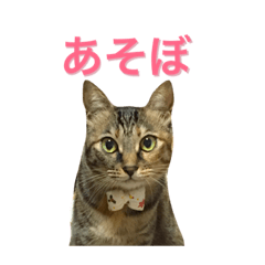 [LINEスタンプ] 麦わら猫りん