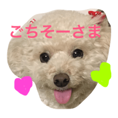 [LINEスタンプ] トイプーな毎日