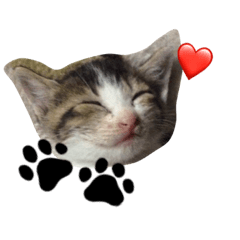 [LINEスタンプ] 豆大福にゃんこ