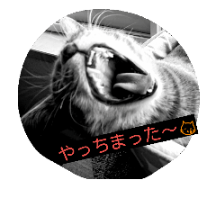 [LINEスタンプ] うちの猫ども