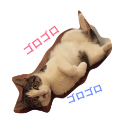 [LINEスタンプ] 猫チャロ