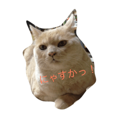 [LINEスタンプ] チャイの気持ち
