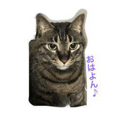 [LINEスタンプ] 慎之助挨拶編