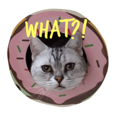 [LINEスタンプ] My Pet！！