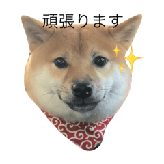 [LINEスタンプ] 柴犬ちゃん