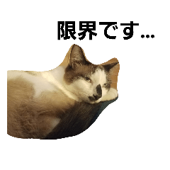 [LINEスタンプ] ネガティブな猫トリオの画像（メイン）