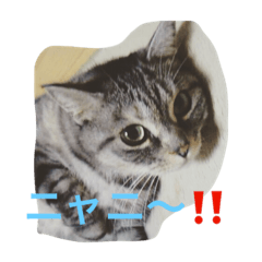 [LINEスタンプ] 適当セット