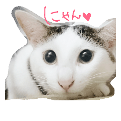 [LINEスタンプ] ミケネコとワンコ その2