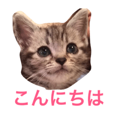 [LINEスタンプ] アメリカンショートヘア たら＆うに