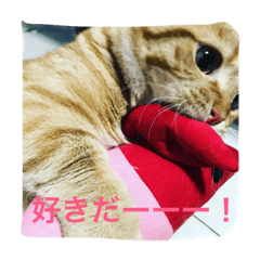 [LINEスタンプ] マンチカンのてびち君。