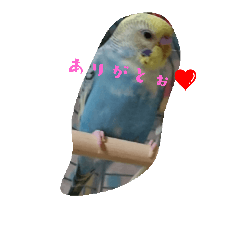 [LINEスタンプ] 関西弁インコちゃん