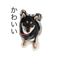 [LINEスタンプ] 黒柴つぶ