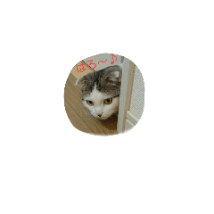 [LINEスタンプ] 猫のこてつ君～日常会話編～