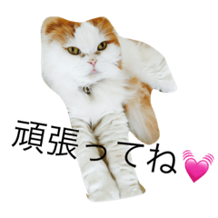 [LINEスタンプ] ねこはうす