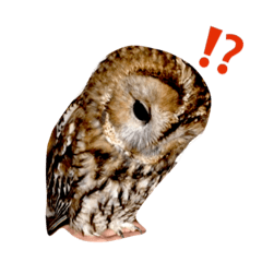 [LINEスタンプ] モリフクロウの「まる」♂2
