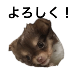 [LINEスタンプ] チワワのココアちゃん ver幼年期まとめ