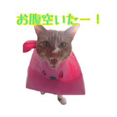 [LINEスタンプ] てまねこクラブ