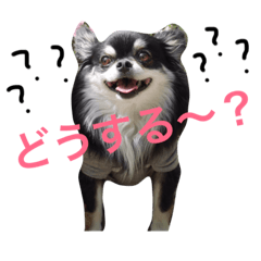 [LINEスタンプ] チワワとトイプードル