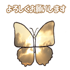 [LINEスタンプ] 蝶の世界